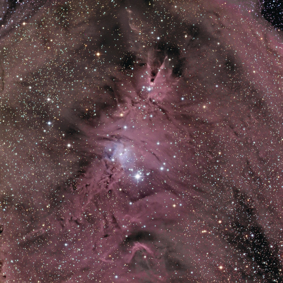 NGC 2264 LE CONE / L ARBRE DE NOEL / LE RENARD NGC 2264 LE CONE / L ARBRE DE NOEL / LE RENARD